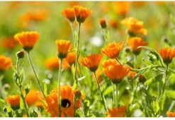 Weleda Baby Calendula Bodycrème -Winkel Voor Babyproducten 1200x825 1