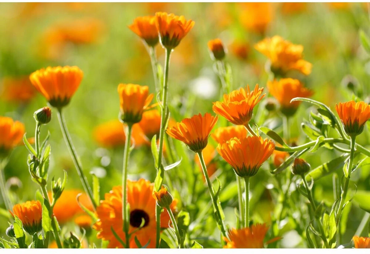 Weleda Baby Babypoeder 4 Weleda Baby Babypoeder - Afbeelding 2