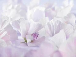 Weleda Baby Sensitive Witte Malva Gezichtscrème 9 Weleda Baby Sensitive Witte Malva Gezichtscrème -Winkel Voor Babyproducten 1200x900 7