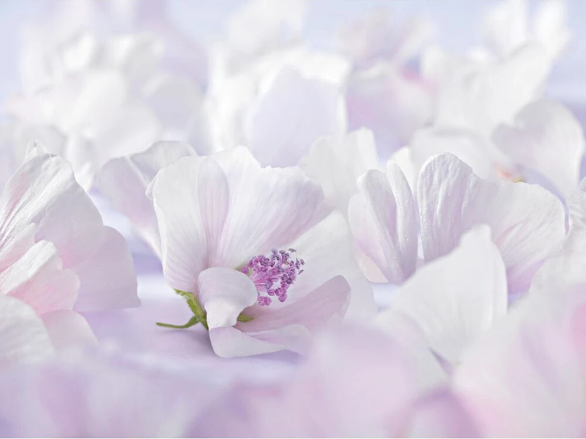 Weleda Baby Sensitive Witte Malva Gezichtscrème 5 Weleda Baby Sensitive Witte Malva Gezichtscrème - Afbeelding 3